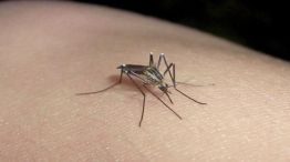 Dengue en alza y rebrote del Covid: crecen las chances de tener una infección simultánea