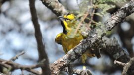 Los cuatro cardenales habían sido decomisados.