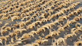 Estaban escondidas en un templo dedicado a Ramsés II.