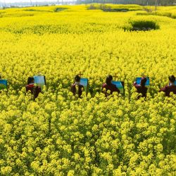 Estudiantes hacen dibujos entre flores de colza en Haian, ciudad de Nantong, en la provincia oriental china de Jiangsu. | Foto:AFP