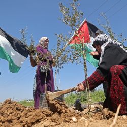 Palestinos plantan olivos con motivo del 47 aniversario del Día de la Tierra, al este de la ciudad de Gaza, fronteriza con Israel. | Foto:MOHAMMED ABED / AFP