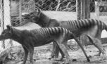 Sorprendente: afirman que el tigre de Tasmania podría seguir viviendo en Australia