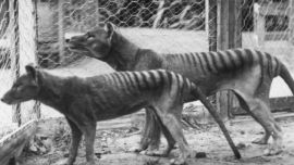 El estudio pone en duda lo conocido hasta ahora sobre su extinción.