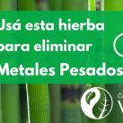 Metales pesados ingresan a nuestro organismo a través del agua, del aire y de los alimentos. ¿Cómo eliminarlos?