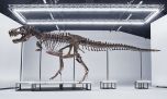 Te presentamos a Trinity, el primer tiranosaurio que subastarán en Europa