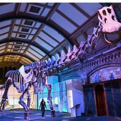 La fotografía muestra el Patagotitan mayorum, el dinosaurio gigante más completo jamás descubierto, expuesto durante el preestreno para la prensa de la exposición  | Foto:JUSTIN TALLIS / AFP