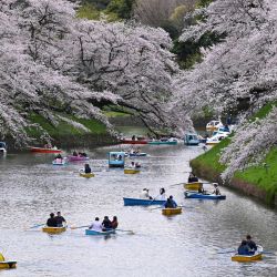 Personas hacen flotar barcas en Chidorigafuchi, uno de los fosos que rodean el Palacio Imperial, con los cerezos en flor en Tokio. | Foto:Kazuhiro Nogi / AFP