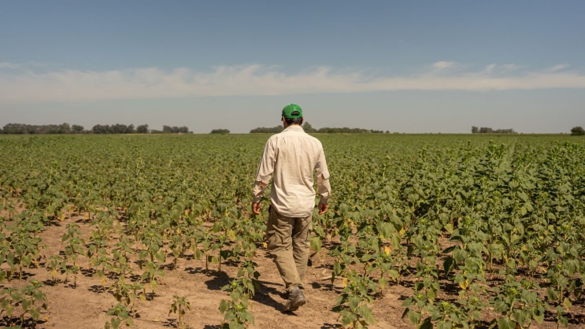 A farmer walks trough soy plants that struggle to survive amid a severe drought in San Jerónimo Sud, Argentina, earlier in March.