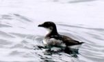Mirá el primer petrel que nació en Chile tras 40 años