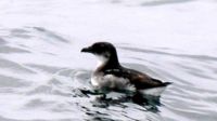 3103_petrel