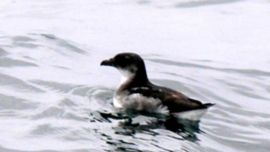 El petrel llevaba 40 años extinto en Chile.