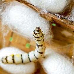 FILAMENTOS. Los capullos que realizan los gusanos de seda contienen proteínas como la fibroína que se pueden utilizar como biomateriales. | Foto:Shutterstock