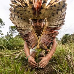 Carl Gakran, de 32 años, planta un pino en José Boiteux, estado de Santa Catarina, Brasil. - Carl Gakran lo tiene claro: la extinción de las araucarias en el sur de Brasil llevaría a la desaparición de su pueblo, los indígenas xokleng. Por eso están plantando miles de plantones de esta especie en peligro de extinción que les proporciona alimento, medicina y significado espiritual. | Foto:ANDERSON COELHO / AFP