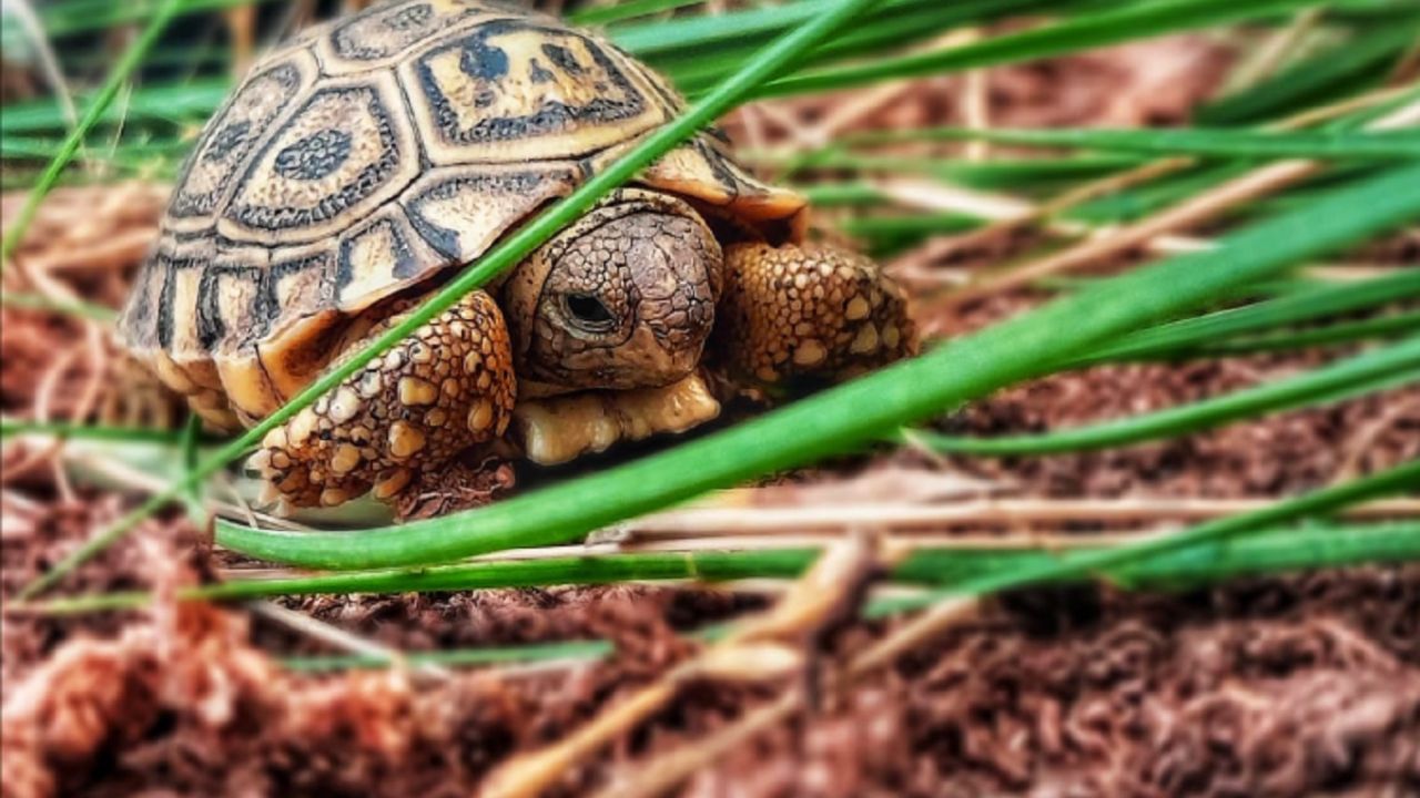 Te presentamos a la primera tortuga leopardo que nació en Fundación