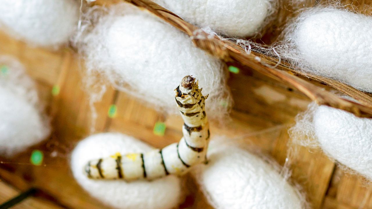 FILAMENTOS. Los capullos que realizan los gusanos de seda contienen proteínas como la fibroína que se pueden utilizar como biomateriales. | Foto:Shutterstock