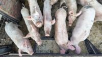 Plan de contingencia frente a eventuales casos de Peste Porcina Africana