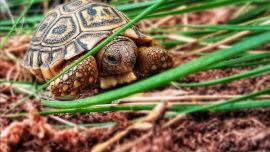 La tortuga leopardo puede alcanzar los 60 centímetros de largo y los 20 kilos de peso