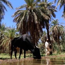 En esta foto se ve un sudanés junto a un toro en medio de una plantación de dátiles en Karima, 450 km al norte de Jartum, Sudán. | Foto:ASHRAF SHAZLY / AFP