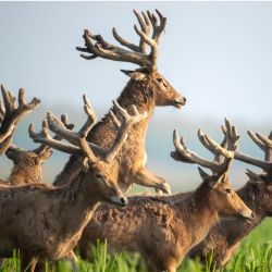 Esta foto muestra alces descansando en la Reserva Natural Nacional de Alces de Shishou en Jingzhou, en la provincia central china de Hubei. | Foto:AFP