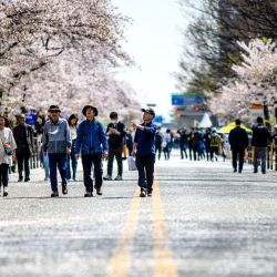 Un grupo de personas camina bajo los cerezos en flor por una calle de Seúl. | Foto:ANTHONY WALLACE / AFP