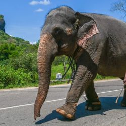 Un mahout con su elefante camina junto a la roca de Sigiriya a lo largo de una carretera en Sigiriya, Sri Lanka. | Foto:ISHARA S. KODIKARA / AFP