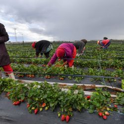 Unas mujeres cosechan fresas cerca de la ciudad de Korba, en el noreste de Túnez. | Foto:FETHI BELAID / AFP