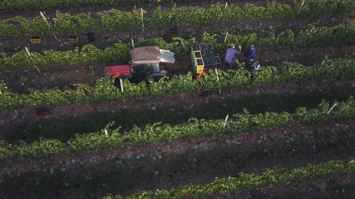 Aerial view of the Bouza winery's vineyard in Melilla, Uruguay on March 13, 2023.