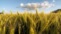 Dólar agro: todo lo que se sabe sobre la nueva medida que se anunciaría este miércoles