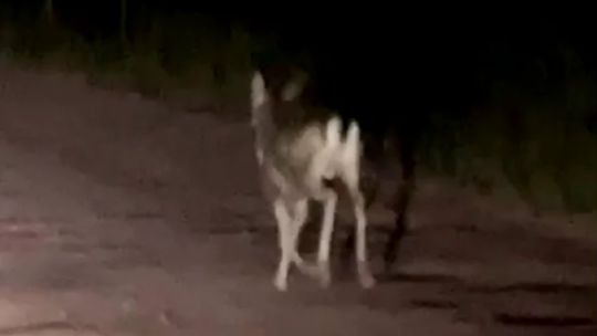 Avistan a un exótico ciervo corriendo por las calles cercanas a Carlos Paz