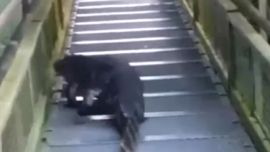 El yacaré había sido visto hace varios días en el lugar.