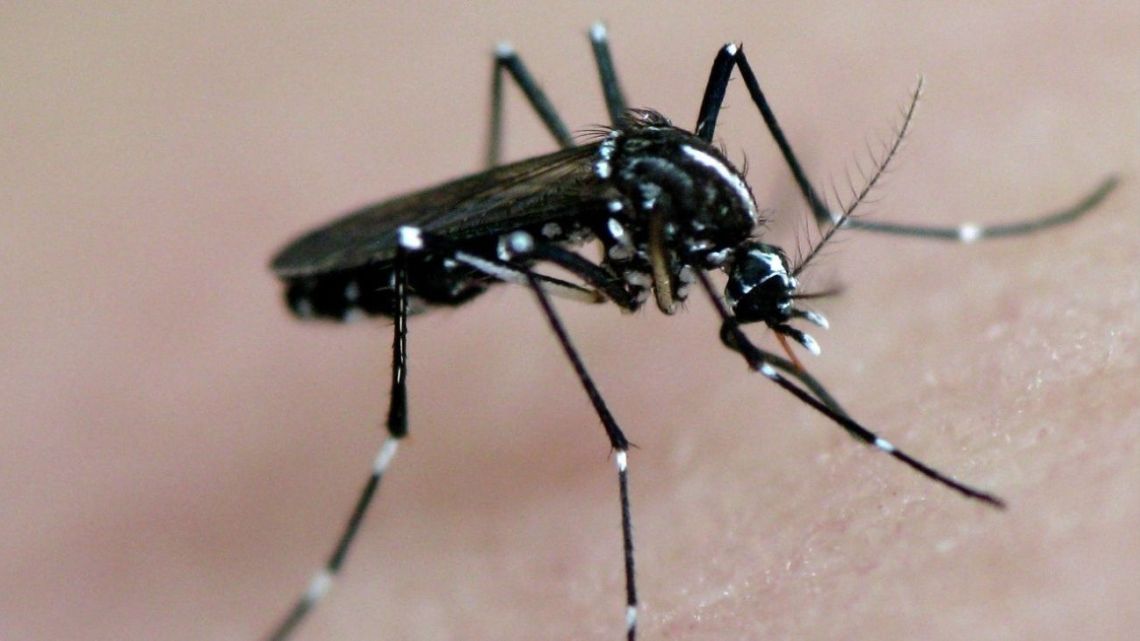 Los casos de dengue llegaron a 72.000 en todo el país, con tendencia a la baja