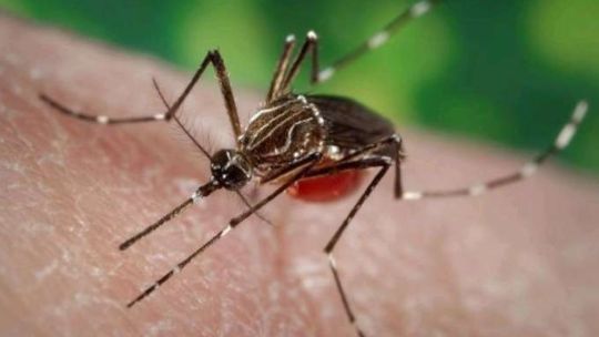 Dengue en Córdoba: qué tiene que pasar para que se vayan los mosquitos