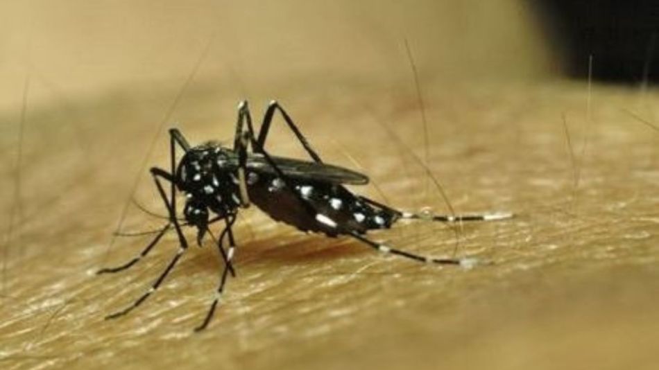 Aedes aegypti