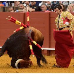 El torero español Morante de la Puebla realiza un pase a un toro con la muleta en la plaza de toros de La Maestranza de Sevilla. | Foto:CRISTINA QUICLER / AFP