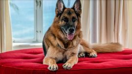 Es dueño de varias casas en Alemania y en Las Bahamas.