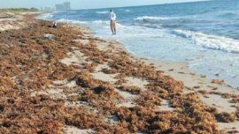 La cantidad de sargazo en el océano Atlántico se duplicó de diciembre a enero.