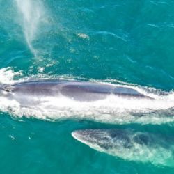 Los investigadores avistaron varias ballenas Sei nadando juntas.