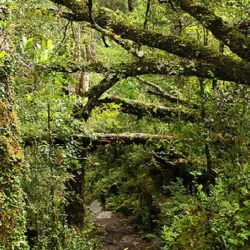 "Perder bosques es también perder la capacidad de fijar carbono en un marco de cambio climático", afirmaron desde el INTA