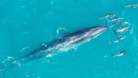 Es la tercera ballena más grande del mundo.