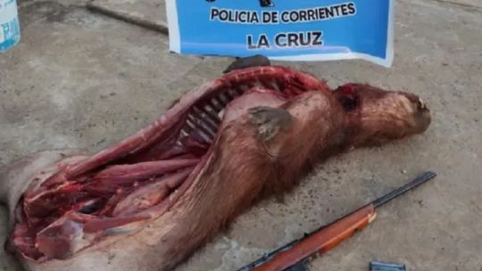 Detuvieron a dos cazadores furtivos con armas y un carpincho faenado en Corrientes