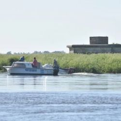 Se trata de un enorme muro verde compuesto en su mayoría por una especie conocida como 