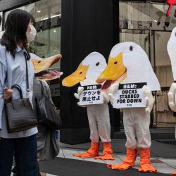 Activistas del grupo de defensa de los derechos de los animales PETA, vestidos con trajes de pato, llevan a cabo una protesta frente a una sucursal de un minorista internacional de ropa en el área de Shibuya, Tokio. | Foto:Richard A. Brooks / AFP