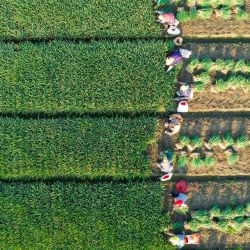 Esta foto aérea muestra a agricultores cosechando cebollino en un campo de Taizhou, en la provincia oriental china de Jiangsu. | Foto:AFP