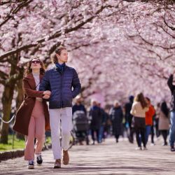 La gente camina entre los cerezos japoneses en flor en el cementerio de Bispebjerg en Copenhague, Dinamarca. | Foto:Liselotte Sabroe / Ritzau Scanpix / AFP