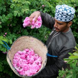 La imagen muestra a un agricultor recogiendo rosas durante la temporada de cosecha en la zona montañosa de Al-Jabal Al-Akhdar, en Omán. | Foto:MOHAMMED MAHJOUB / AFP