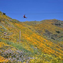 Un hombre se lanza en tirolesa sobre una superfloración de flores silvestres en Skull Canyon Ziplines en Corona, California. | Foto:Frederic J. BROWN / AFP
