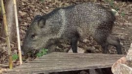 El pecarí mostraba signos de mucha hambre.