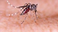 Santa Fe, la provincia más afectada por casos de dengue. 