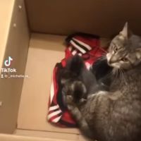 Ricardo Darín salvó a una gatita en peligro