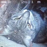 Ricardo Darín salvó a una gatita en peligro